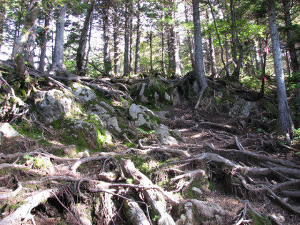 登山口からしばらくの区間は森林の中のなだらかな勾配を登って行きます