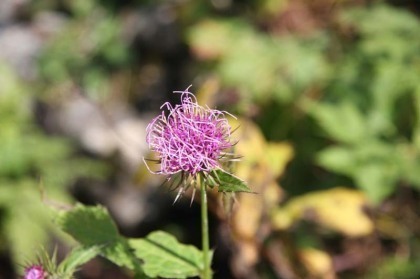 晩秋、ほとんどの樹木が葉を落としている中で、あざみが数輪の花を咲かせていました。