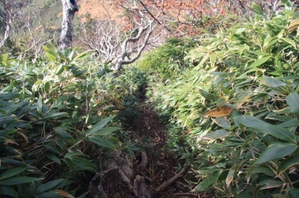 小岳へ向かって下ります。高田大岳の頂を過ぎるとすぐにヤブコギとなります。