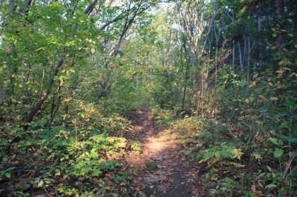 森林の中の登山道