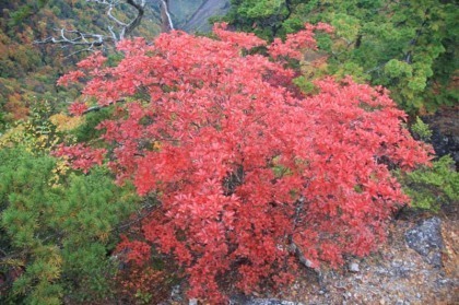 真っ赤に色づいていた葉が印象的でした。