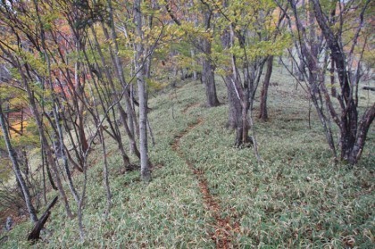 笹の中の小径、ほとんど道が落ち葉で隠れていたのでこうしてはっきりと道が分かる区間は助かりました