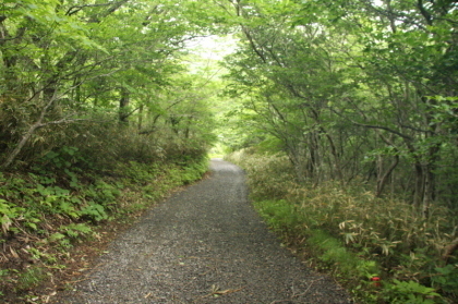 林道を登って行きます。