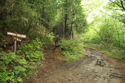 林道と分かれて登山口へと入ります。