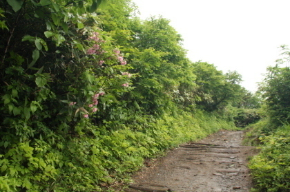 勢至平に出ると視界が開け、花がそこここに咲いています。