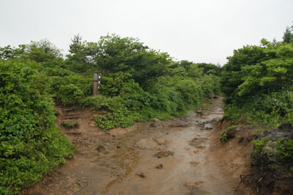 くろがね小屋へ至る道のと分岐。ここを左に進みました。