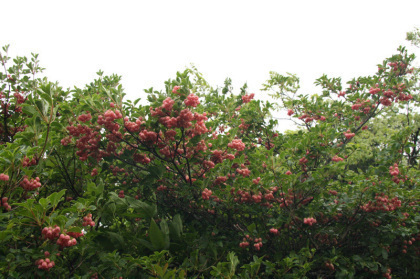 名前の分からなかった花です。