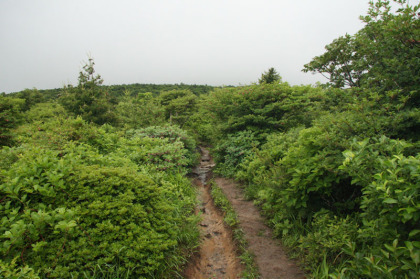 勢至平の登山道は緩やかな勾配です。