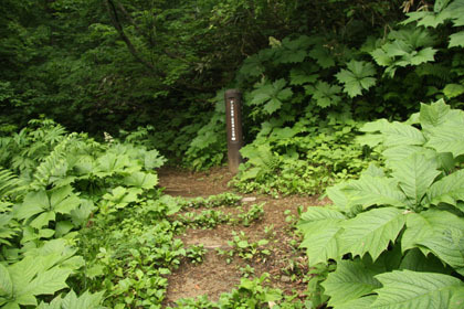 登山道と布滝への道の分岐。布滝を見てからこの分岐まで戻ります。