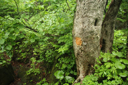 木にオレンジマークのペンキ。ここの岩を登ります。踏み跡が真っ直ぐ前へ続いているので見落としてしまいがちです。