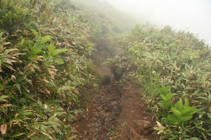 西大巓から西吾妻山へのコルを下ります。