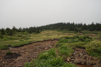 枯れた湿原か水が流れた跡のようです。