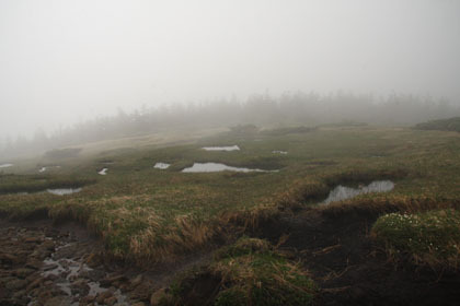 霧でよく見えませんが、山頂一帯が湿原のようです。しかし、既に水は枯れていました。