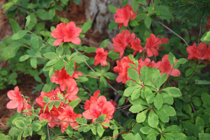 ツツジ科の花。あちこちで花を咲かせていました。