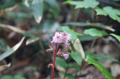 ピンク色の放射状の花。よく見かけました。