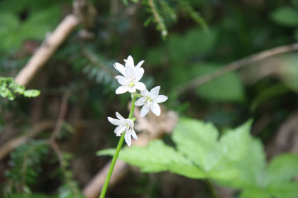 白い小さな花。満開でした。