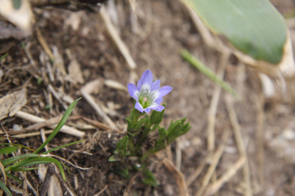 タテヤマリンドウ？。淡い紫のリンドウ科の花です。