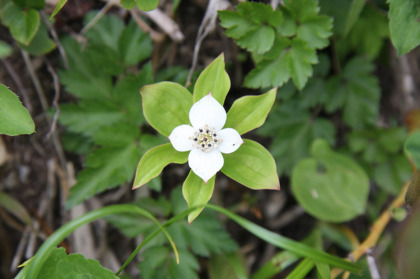 ゴゼンタチバナ。大好きな花の一つです。群生は見かけませんでしたがあちこちで咲いていました。