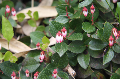 小さな淡いピンク色の花。満開でした。