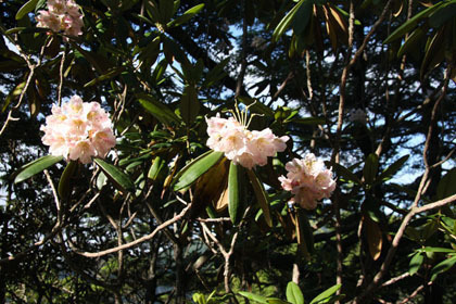山頂に咲くシャクナゲ。白と桃色の二本の木が有ります。