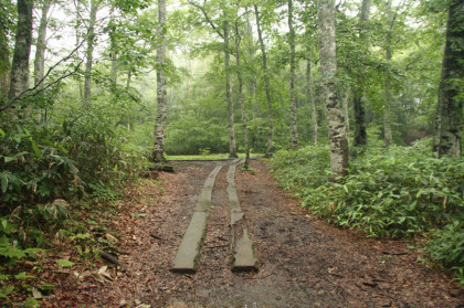 入山口からしばらくは木道が設けられていました。
