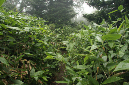 薮。ヤブコギほど大袈裟ではありませんが、雨で濡れた薮の中を歩くのはひんやりしてあまり気持ちの良いものでは有りません。