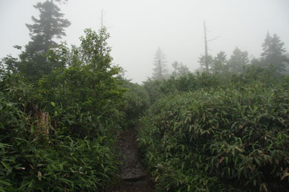 樹林帯はこの辺りまでです。雨が降っていなければ視界が開け景観が楽しめるのではないでしょうか。