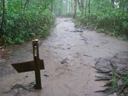 樹林帯に入る頃には夕立となり、土砂降りとなりました。