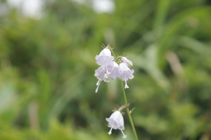 釣り鐘の形をした紫の花。淡い紫色の花もあれば濃い紫の色の花もありました。