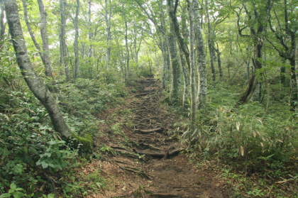 延々と樹木の中の坂道を上ります。