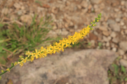 山頂の黄色い花。