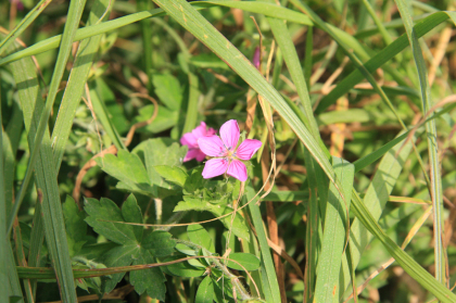 ピンク色の花。