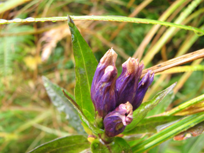 花が終わりかけていました。紫と枯れかけた茶色のコントラストが新鮮に映ります。