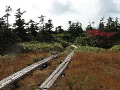 湿原の中を通る道を歩いてみました。