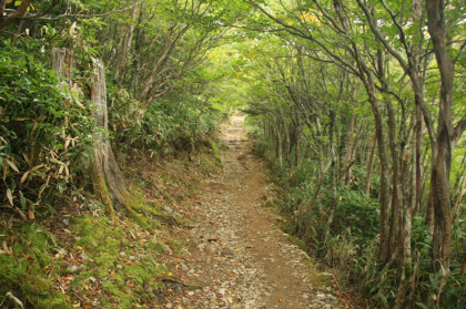 気持ちの良い緑のトンネルの中を歩きます。