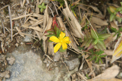 オトギリソウ。この花は数は少ないですがあちこちの山で見かけます。小さく可憐な花です。