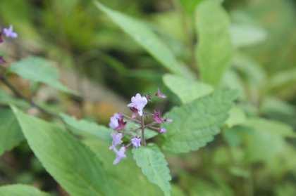 淡い紫の花。