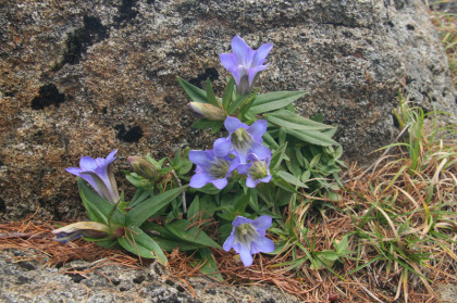 岩陰にリンドウの花が咲いていました。