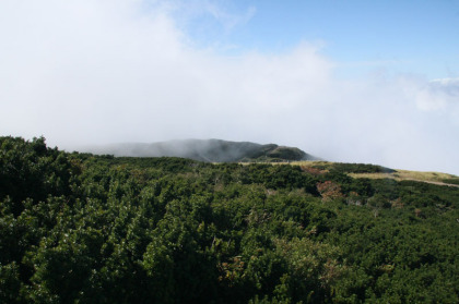 山頂付近は低木と草原になっています。後で知ったのですが、登山者に荒らされたので人の手で復活させたそうです。