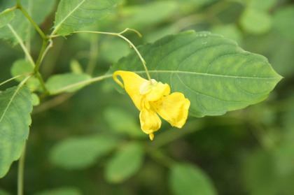 キツリフネの花。