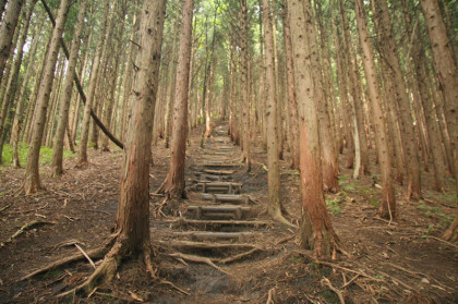 杉林の中の階段。