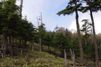 ほとんど登山者が訪れない森林の世界はとても魅力的でした。