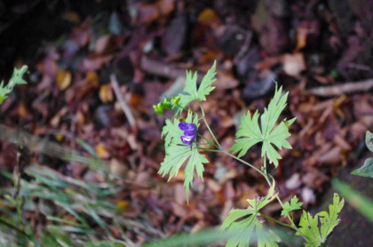 この日見つけた唯一のトリカブトの花。