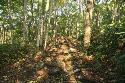 落葉樹の樹林帯を歩きます。