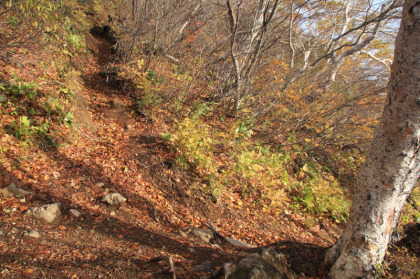 急斜面ですが、登山道はジグザグを切って登りますので、比較的楽です。