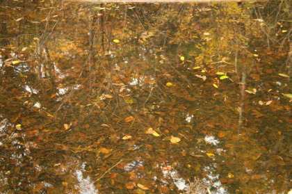 小径の脇にある小さな池の底。落ち葉が印象的でした。