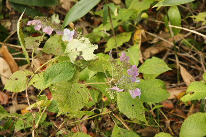 アジサイの花弁がわずかに残っていました。