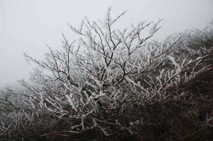 樹木が氷で白く輝いています。