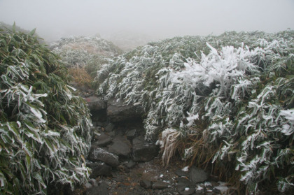 笹の葉に積もった雪。