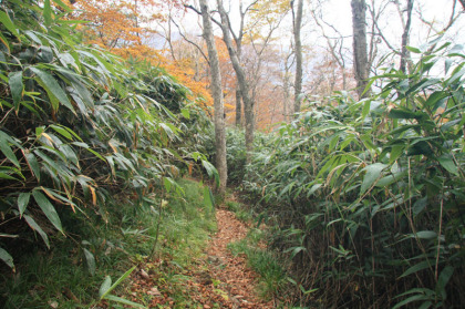 大峠を下り三斗小屋を目指します。樹林帯に入り、道を歩く登山者は少ないように感じました。